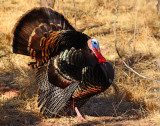 Tom struttin his stuff for the ladies.