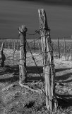 Fence near Matador