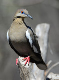 White Winged Feeder rat