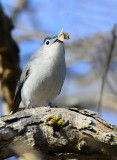 Blue-Gray Gnatcatcher