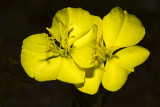 yellow evening primrose in the yard