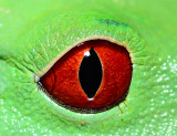 eye of the frog