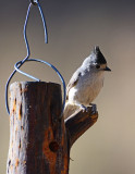 black crested titmouse