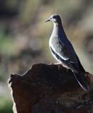 whitewing dove