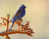 Blue grosbeak