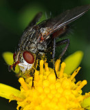 Tachnid fly