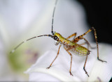 junior katydid on bindweed flower
