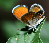 Western Pygmy Blue