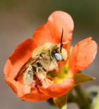 longhorn bee/globe mallow