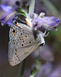 Mallow Scrub Hairstreak