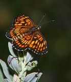 Theona checkerspot