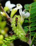 hair streak caterpillar with attending ant.