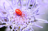 small mite on mist flower