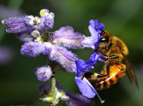 honey bee