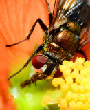 fly on globe mallow