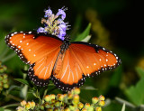 Queen in the yard (female, Midland Texas)