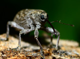 weevil