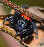 Cardinal jumping spider possibly?