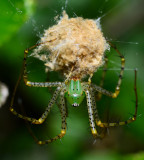 Lynx spider