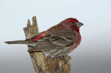 House finch in the yard.