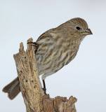 House finch