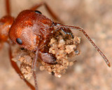 Harvester ant