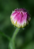 fleabane