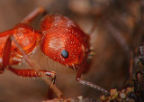 Ant close up 