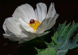 prickly poppy