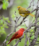 Scarlet tanager