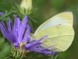 Cabbage white