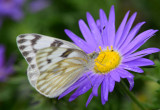 checkered white