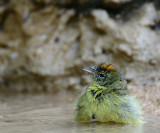 orange crested warbler