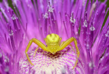 Crab spider on thistle