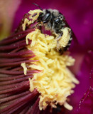 Bee in cholla cactus bloom