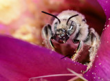 Bee in Cholla bloom