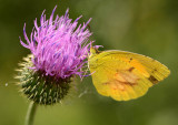 Sleepy orange on thistle