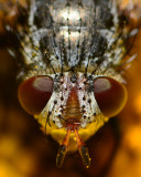 Tachinid portrait