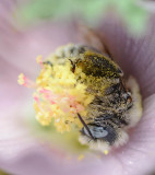 Small solitary chimney bee in globe mallow.