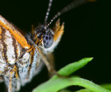 Elada checkerspot portrait