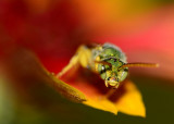 Green sweat bee on indian blanket flower