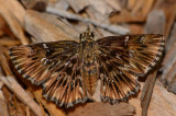 Common Streaky Skipper