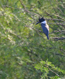 belted kingfisher