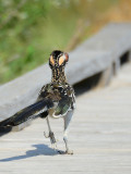 roadrunner with growth on head