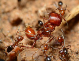pyramid ants defending territory against a harvester ant. 