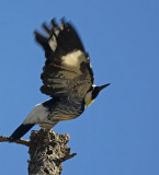 Acorn woodpecker.
