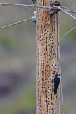 Acorn woodpecker stash pole.