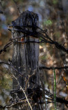 Fence post at I-20 preserve.