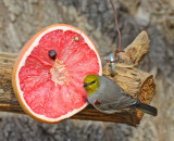 Verdin
