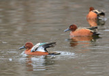 Cinnamon Teal